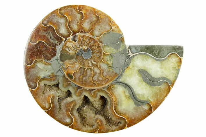 Cut & Polished Ammonite Fossil (Half) with Pyrite - Madagascar #347550